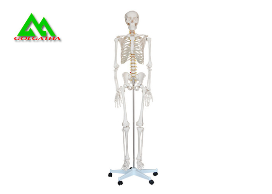 Porcellana Modelli di scheletro umano anatomico medico a grandezza naturale 97 x 45,5 x 28cm fornitore