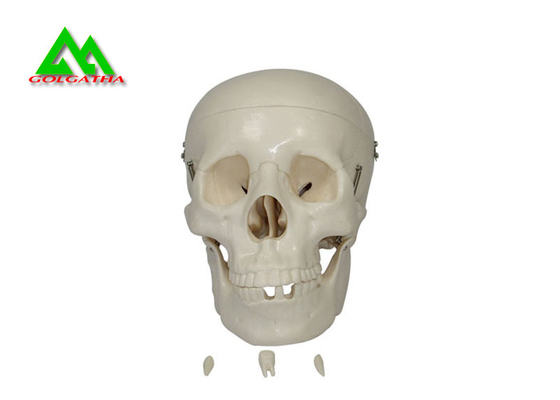 Porcellana Modelli d'istruzione medici di plastica cranio umano anatomico per lo studio dell'anatomia fornitore