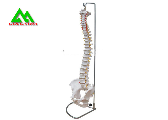 Porcellana Modelli d'istruzione medici del modello anatomico umano della spina dorsale per gli studenti a grandezza naturale fornitore