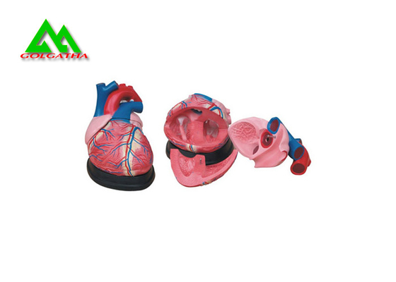 Porcellana Modello anatomico umano di plastica del cuore a grandezza naturale per gli studenti di medicina fornitore