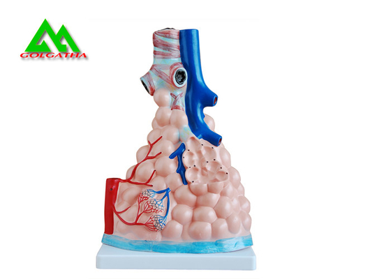 Porcellana L'insegnamento medico professionale modella il modello umano del polmone 3D dimensione naturale fornitore