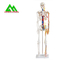 Modelli di scheletro umano anatomico medico a grandezza naturale 97 x 45,5 x 28cm fornitore