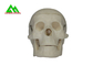 Modelli d'istruzione medici di plastica cranio umano anatomico per lo studio dell'anatomia fornitore