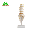 Modelli d'istruzione medici del modello anatomico umano della spina dorsale per gli studenti a grandezza naturale fornitore