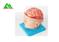 Modello anatomico umano sembrante naturale del cervello per gli studenti di medicina fornitore
