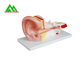 Modelli d'istruzione medici anatomici umani modello di plastica dell'orecchio interno fornitore