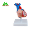 Modello anatomico umano di plastica del cuore a grandezza naturale per gli studenti di medicina fornitore