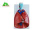 L'insegnamento medico professionale modella il modello umano del polmone 3D dimensione naturale fornitore