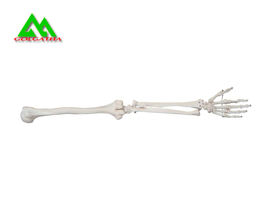 Porcellana Peso leggero resistente d'istruzione medico dell'acqua dei modelli dell'osso della gamba e del braccio fornitore