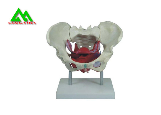 Porcellana Modelli d'istruzione medici del modello del bacino della femmina adulta materiale a grandezza naturale del PVC fornitore