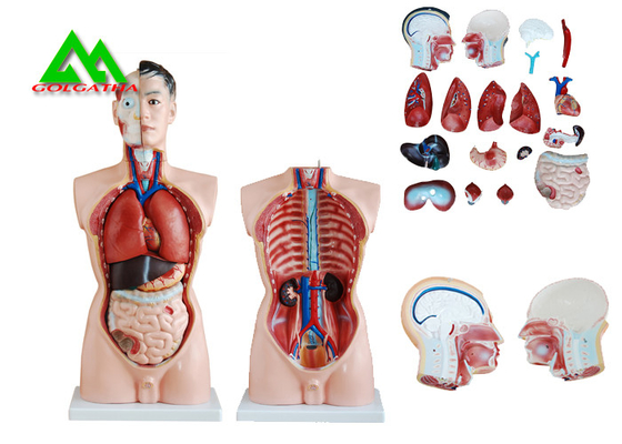 Porcellana Modello umano di anatomia del torso del sesso doppio medico con la chiara struttura capa fornitore