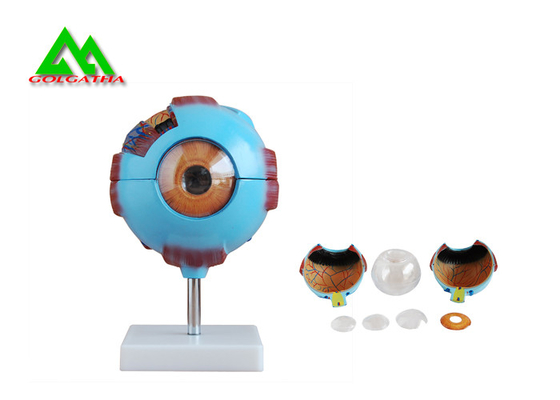 Porcellana Modello anatomico medico dell'occhio 3D, modello umano di anatomia del bulbo oculare fornitore