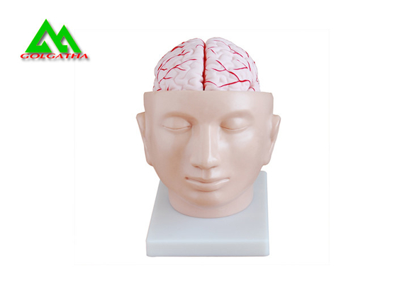 Porcellana Modelli d'istruzione medici Eco della sezione della testa umana allergia amichevole liberamente fornitore