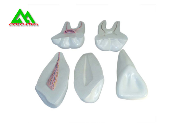 Porcellana Modello molle di plastica dei denti della gomma del PVC, modelli dentari per l'iso del CE d'istruzione fornitore