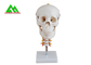 Modelli d'istruzione medici di plastica cranio umano anatomico per lo studio dell'anatomia fornitore