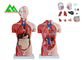 Modello umano di anatomia del torso del sesso doppio medico con la chiara struttura capa fornitore