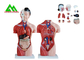 Modello umano di anatomia del torso del sesso doppio medico con la chiara struttura capa fornitore