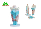Modelli d'istruzione medici anatomici umani modello di plastica dell'orecchio interno fornitore