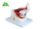 Modello anatomico medico dell'occhio 3D, modello umano di anatomia del bulbo oculare fornitore
