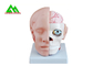 Modelli d'istruzione medici Eco della sezione della testa umana allergia amichevole liberamente fornitore