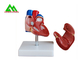 Modello anatomico umano di plastica del cuore a grandezza naturale per gli studenti di medicina fornitore