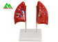 L'insegnamento medico professionale modella il modello umano del polmone 3D dimensione naturale fornitore
