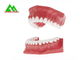 Modello molle di plastica dei denti della gomma del PVC, modelli dentari per l'iso del CE d'istruzione fornitore